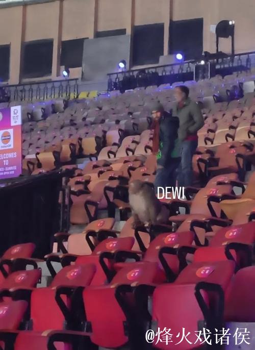 印度羽毛球公开赛：观众席惊现猴子闯入